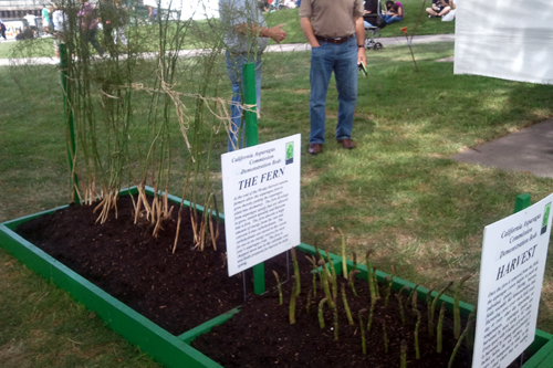 Learning how Asparagus grows